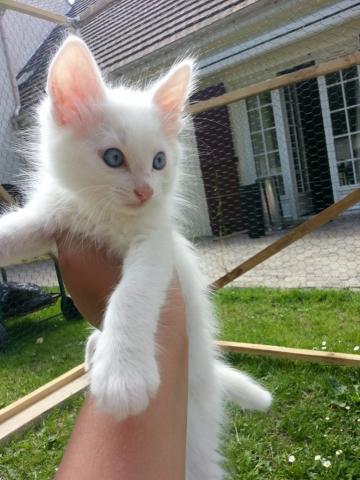 Adorable Chaton Angora Turc Blanc Yeux Bleus