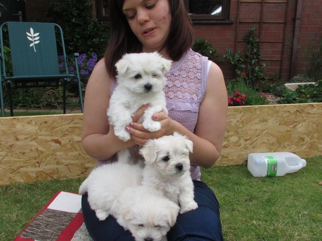 03 chiots Bichon Maltais