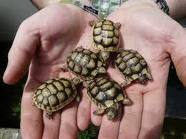 Donne mes tortues de terre Hermann