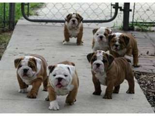 Chiots bulldog anglais