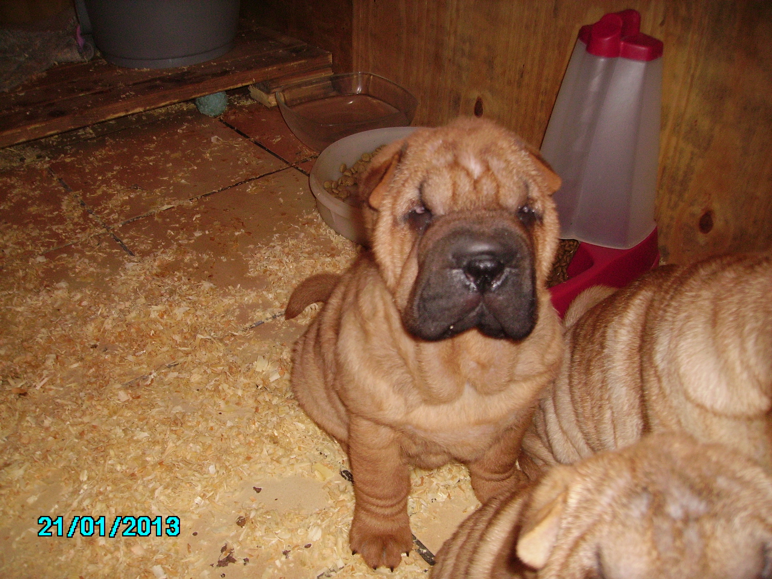 Chien sharpei