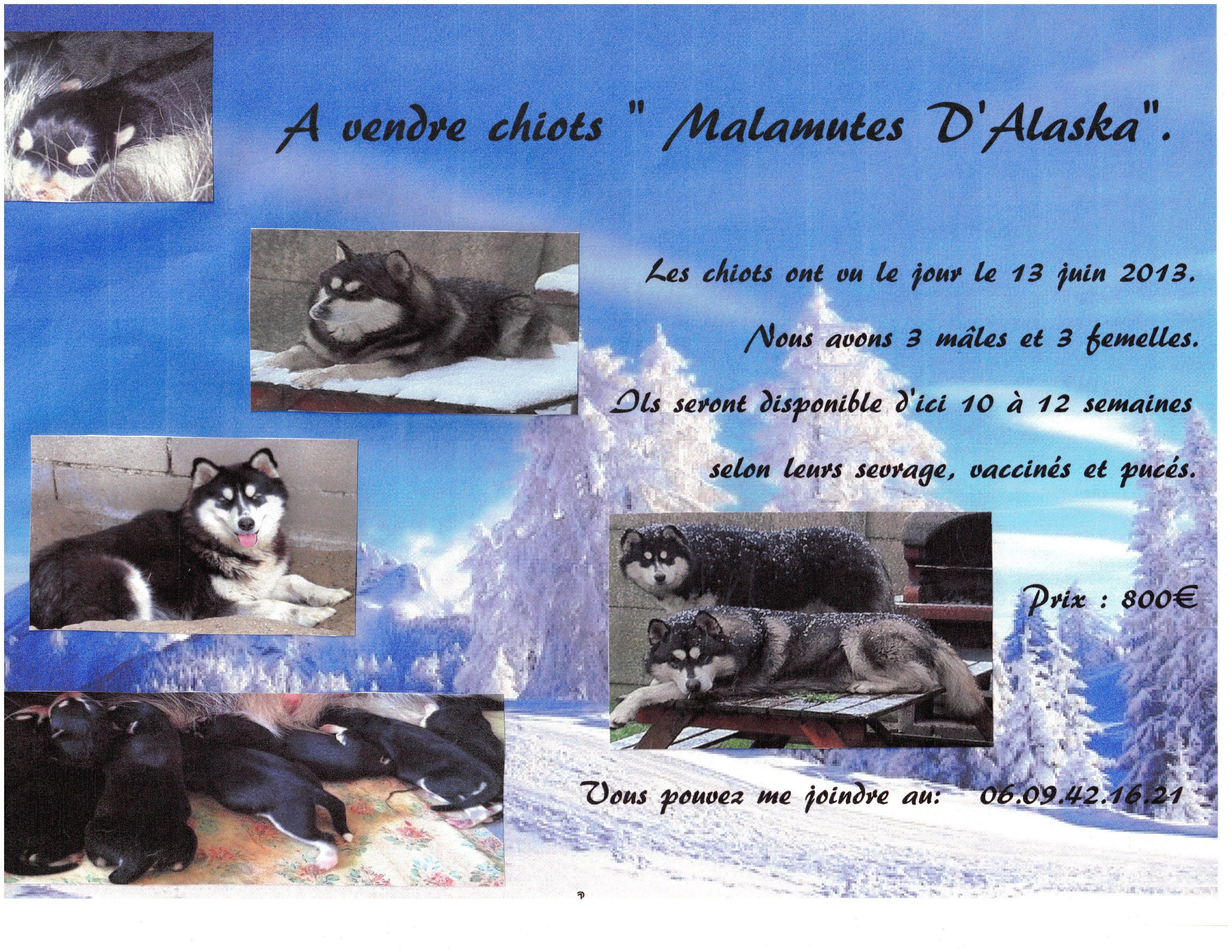 Chiots Malamutes d'Alaska