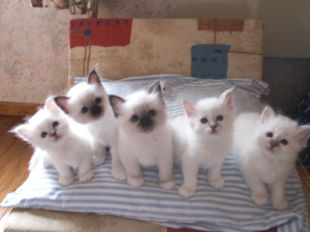 Chatons D Apparence Sacre De Birmanie Non Loof