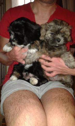 Chiots lhassa apso