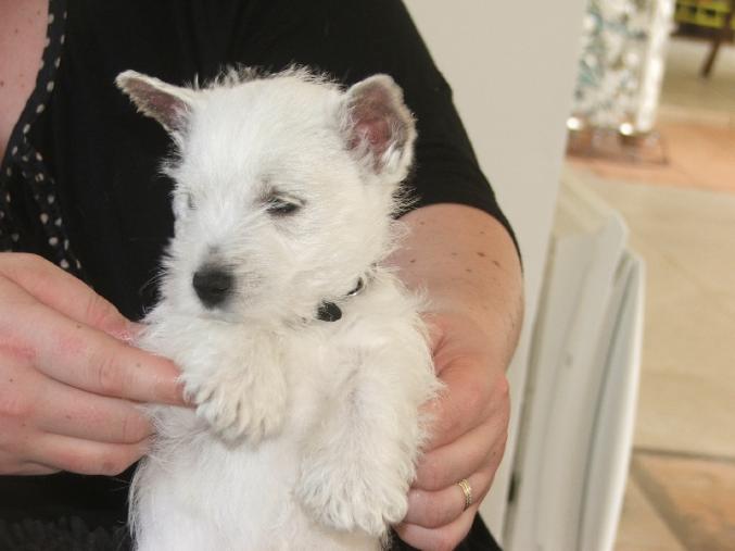   West Highland White Terrier(westie) femelle a donner 