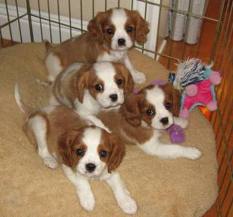 Chiots de race cavalier king charles, LOF