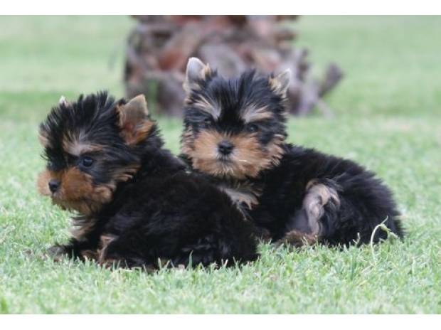 Magnifique chiots type yorkshire non lof