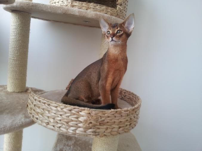 CHATONS ABYSSINS PRESTIGIEUX A PARIS