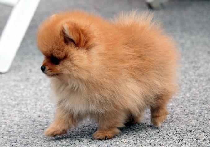 A Donner Jolie chiot Spitz Allemand Femelle Naine