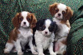 Chiots de race cavalier king charles, LOF