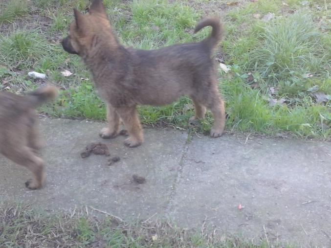 Type chiots malinois