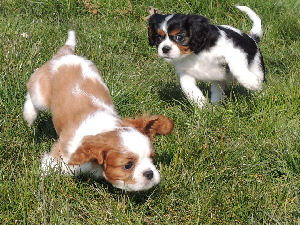 Deux chiot type cavalier king Charles Spaniel tricolor