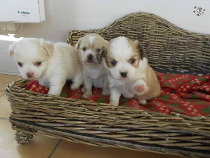 2 jolis chiots 1male et 1 femelle type chihuahua