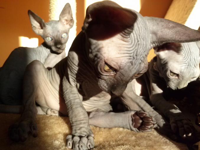 Chat sphynx