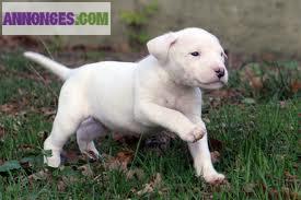 Chiots dogue argentin LOF 