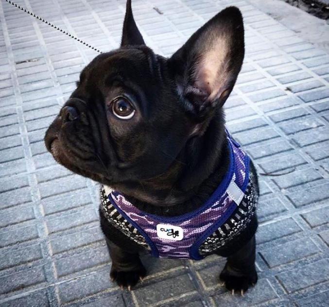 Magnifique Chiots Bouledogue Français