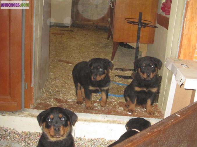 Adorable chiots rottweiller