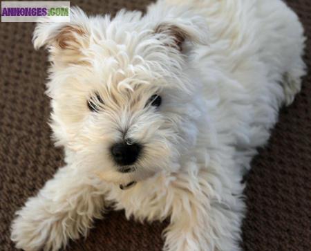 Chiots de type westie non lof