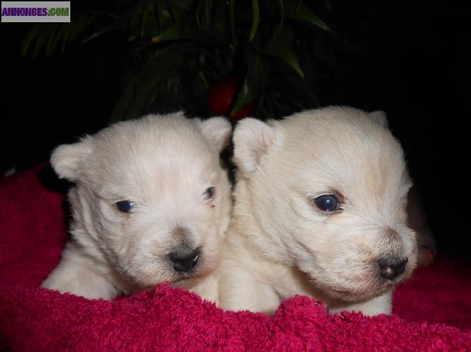 Chiots Westie au LOF