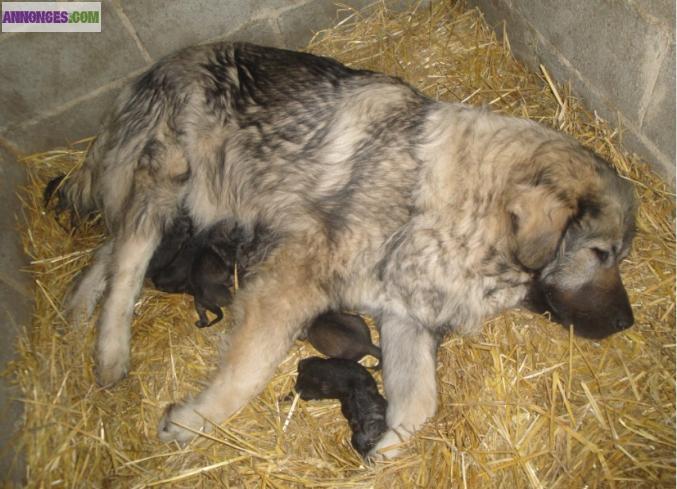 Chiots champion sarplaninec des lions de macedoine à réserver