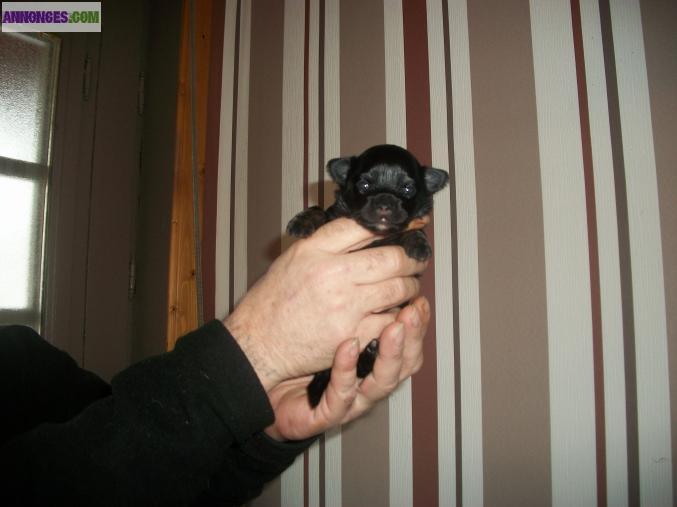 Femelle type chihuahua non lof