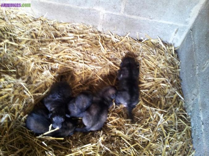 Chiots sarplaninec des lions de macedoine à réserver