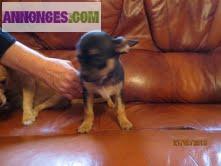 BB type chihuahua non inscrit au LOF