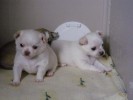 Donne deux Magnifiques chiots type Chihuahua NON LOF