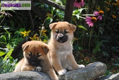 Chiot male type Shiba Inu