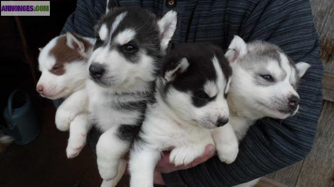 Chiots Siberian Husky LOF