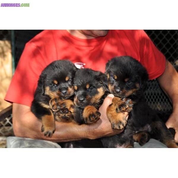 Chiots type rottweiller