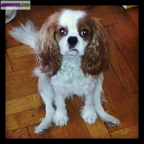 Cherche femelle pour saillie Cavalier King Charles