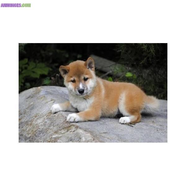 Chiot male type Shiba Inu