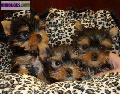 Trois magnifiques chiots yorkshire terrier de 11 semaines