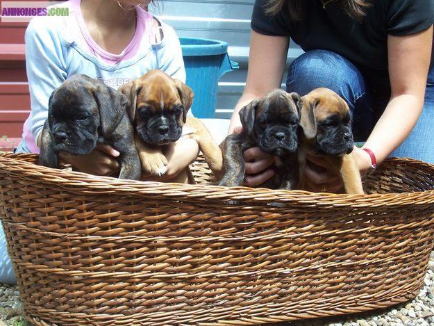 Superbes chiots boxer LOF