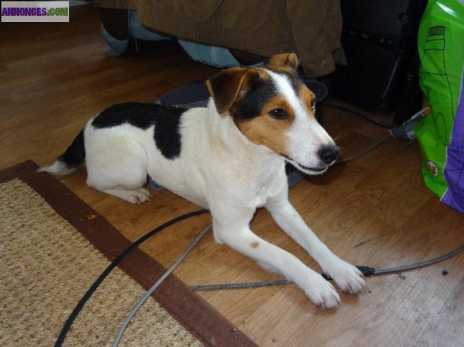 Perdu petit chien blanc type Jack Russel à Rennes