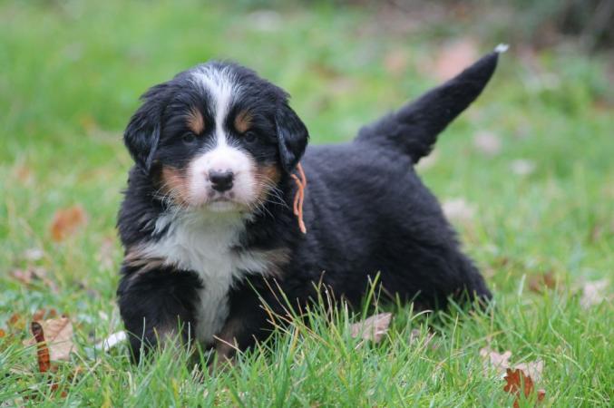 Donne JEY Magnifique Chiot Bouvier Bernois Mâle