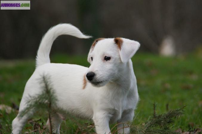 Disponibles chiots jack russell terrier LOF