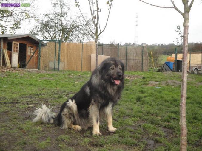 Chiots à réserver SARPLANINEC DES LIONS DE MACEDOINE