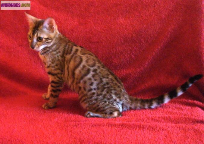 Chatonne Bengal Brown Spotted Tabby