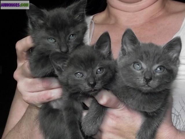 Chatons bleu de russie