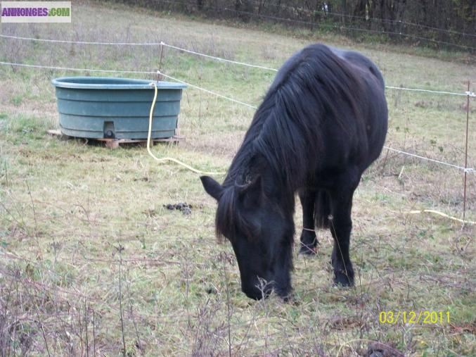 PRAIRIES POUR CHEVAUX