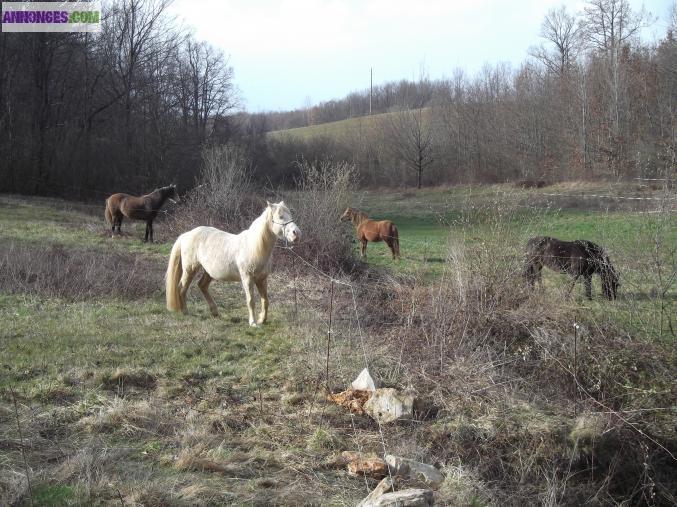 PRAIRIES POUR CHEVAUX