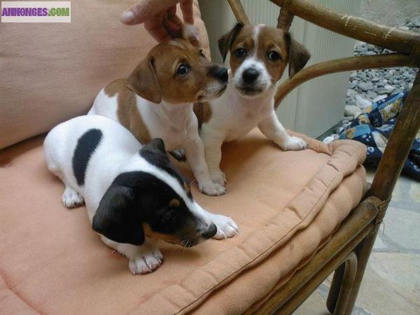 Magnifiques chiots type Jack Russel