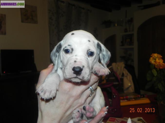 Chiots type dalmatien