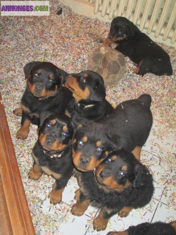 Adorable chiots rottweiller