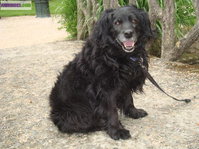 A ADOPTER "OPHELIE" - CHIENNE CROISEE COCKER