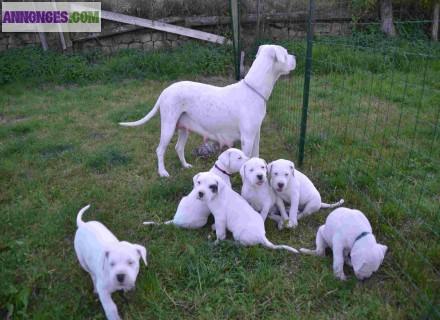 Chiots dogue argentin LOF 