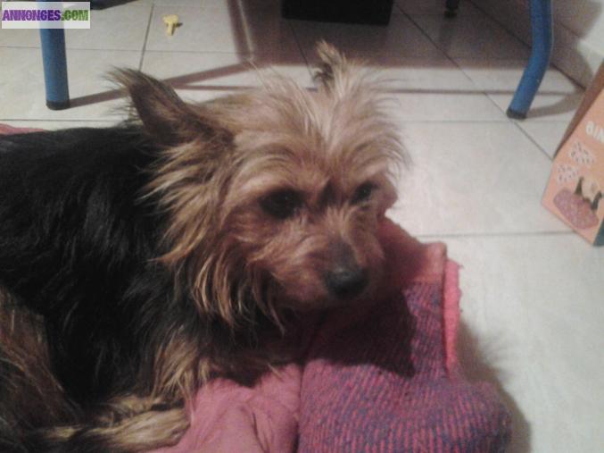 Cherche male yorkshire