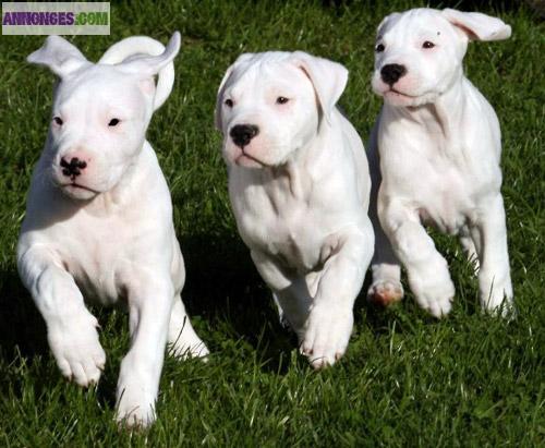 Chiots dogue argentin LOF 